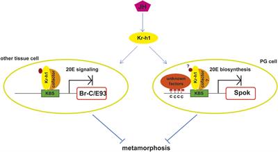 Kr-h1, a Cornerstone Gene in Insect Life History